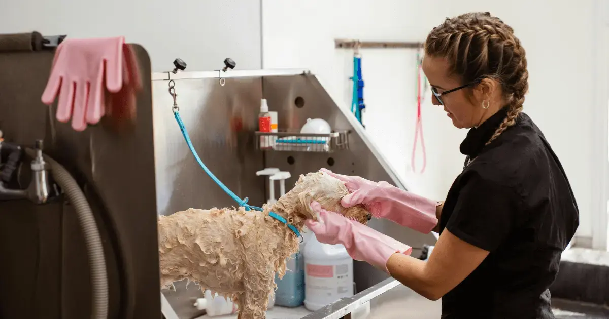 Professional dog groomer